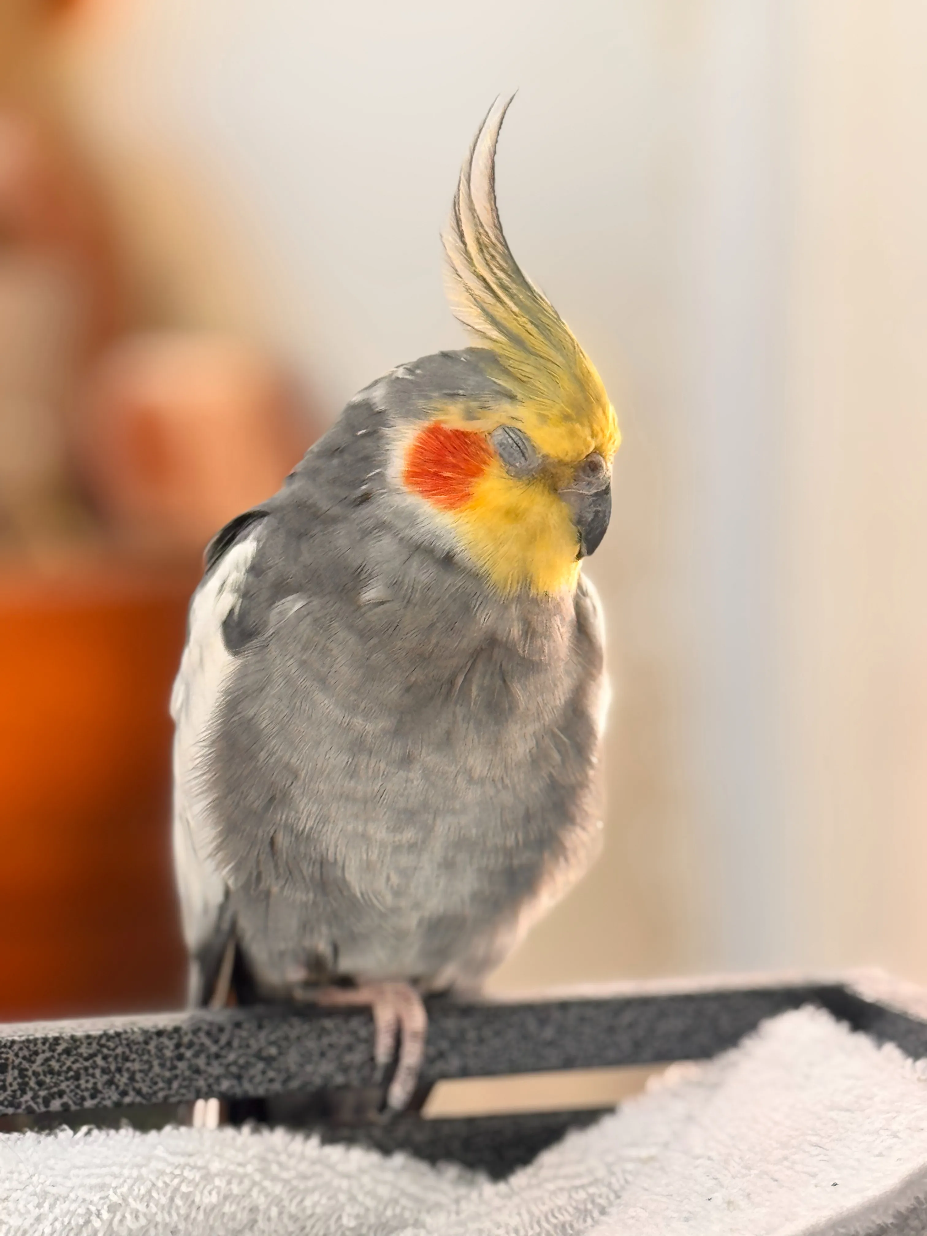 A grey cockatiel with bright orange cheeks and a yellow face